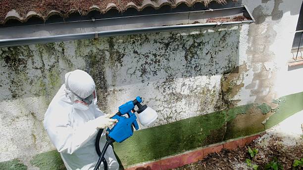 Top rated local Mold Remediation specialists in Livingston, NJ